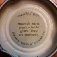 Snapple Cap Image